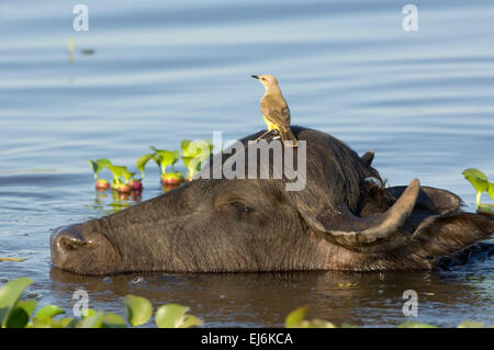 Water Buffalo (Bubalus bubalus) swimming with Cattle Tyrant on his head, Pantanal, Brazil Stock Photo