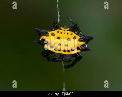 Crablike Spiny Orb Weaver (Gasteracantha cancriformis), Costa Rica Stock Photo