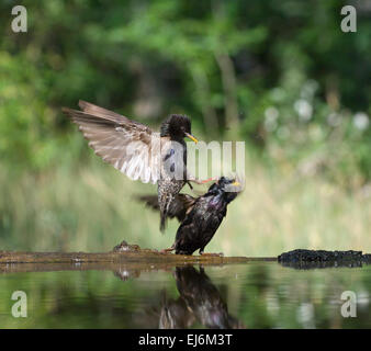 Pair of Starlings Squabbling Sturnus vulgaris Hungary Stock Photo