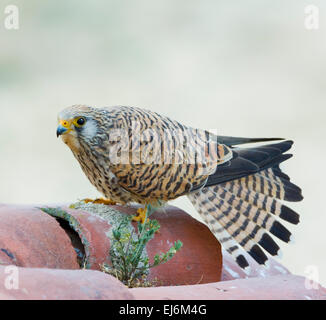 Female Lesser Kestrel Falco naumanni Extremadura Spain Stock Photo