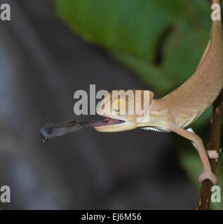 Yemen Chameleon or Veiled Chameleon with Insect (Chamaeleo calyptratus) Stock Photo