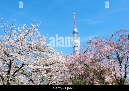 Tokyo Skytree tower and cherry blossoms, Tokyo, Japan Stock Photo