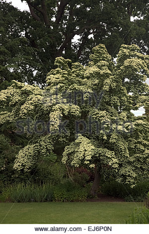 Cornus kousa 'John Slocock', Kousa Dogwood, in June Stock Photo ...