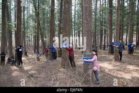 Tree Hug, Mar 21, 2015 : People participate in a 'Tree Hug' event in Korea National Arboretum in Pocheon, northeast of Seoul, South Korea. Total 1,226 people participated in the event in commemoration of the International Day of Forests on Saturday and it broke the world records on the largest tree hug in one minute, according to Korea Forest Service (KFS). Previous record was 936 people hugging the trees in July 2013 in Portland, Oregon, the U.S., KFS said. © Lee Jae-Won/AFLO/Alamy Live News Stock Photo