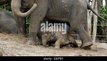 'Mali' nine month old baby female asian elephant on show at melbourne zoo. Stock Photo