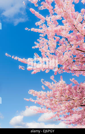 Pink blossoms on cherry tree with clouds. Stock Photo