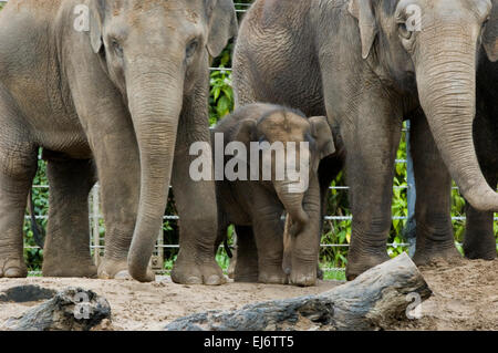 'Mali' nine month old baby female asian elephant with auntie 'num oi' (L) and mother 'dokkoon' at melbourne zoo. Stock Photo