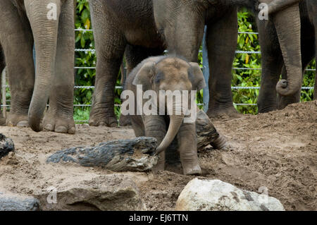 'Mali' nine month old baby female asian elephant on show with mother 'Dokkoon' (L) and aunti 'Num oi' (R) at melbourne zoo. Stock Photo