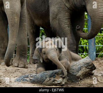 'Mali' nine month old baby female asian elephant on show with herd at melbourne zoo. Stock Photo