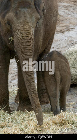 'Mali' nine month old baby female asian elephant on show with mother 'Dokkoon' (L) and aunti 'Num oi' (R) at melbourne zoo. Stock Photo