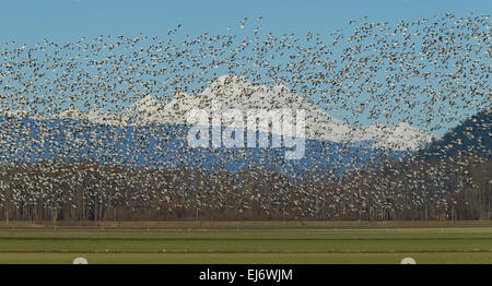 Flock of Snow Geese Flying, Fir Island, Skagit Valley, Washington Stock Photo