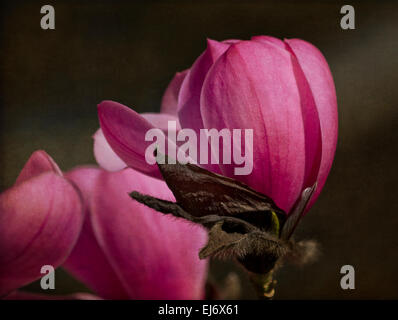 Beautiful pink magnolia blossoms in the Spring in Vancouver, Canada. Saucer Magnolia, Magnolia x soulangeana 'Alexandrina'. Stock Photo