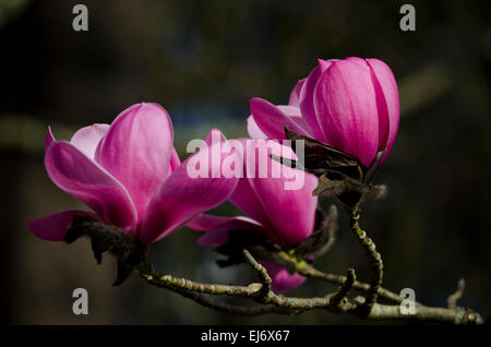 Vibrant pink Saucer Magnolia, Magnolia x soulangeana 'Alexandrina'.  Closeup of blooms on the tree Stock Photo