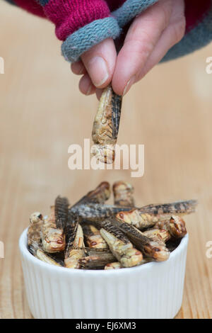 Edible insects. Woman picking up a grasshopper from a bowl. Food of the future Stock Photo