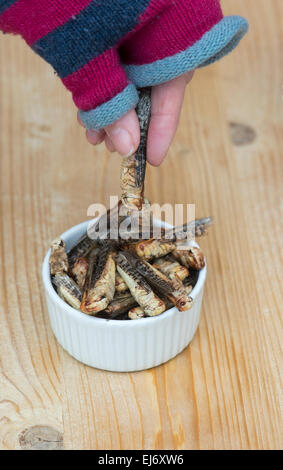 Edible insects. Woman picking up a grasshopper from a bowl. Food of the future Stock Photo
