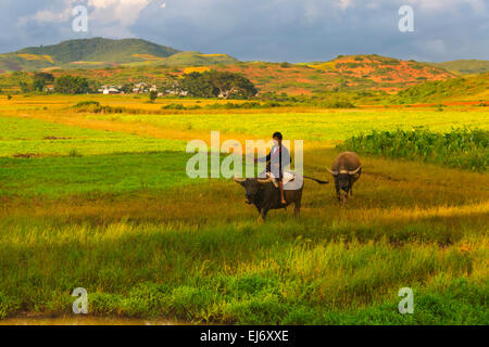 Boy riding on water buffalo on farmland, Shan State, Myanmar Stock Photo