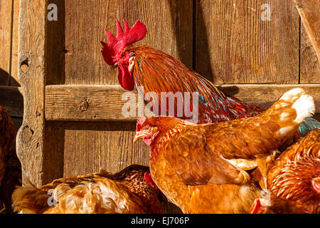 Domestic Fowl, Rooster (Gallus domesticus) with Hens Stock Photo