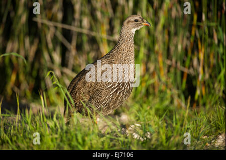 Cape spurfowl, Pternistis capensis, West Coast National Park, South Africa Stock Photo