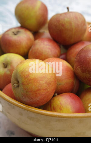 Malus domestica 'Coxs Orange Pippin' - a bowl of eating apples Stock Photo