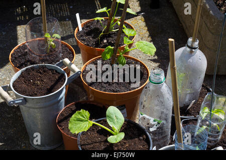 Selection of spring seedlings in various pots with home made mini greenhouses