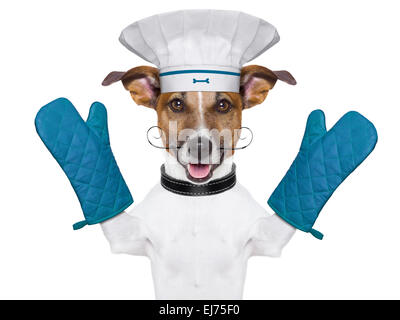 dog cook chef Stock Photo