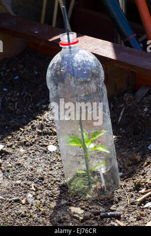 Home made mini green houses made from bottles, with healthy pepper  plant growing in it