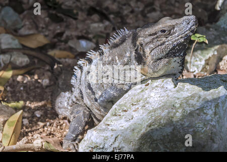 Iguana ( squamate reptile) Yucatan Mexico Stock Photo - Alamy