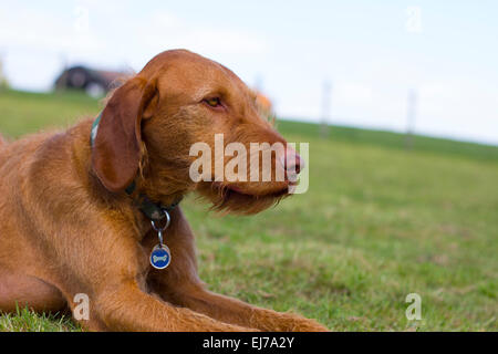 Hungarian Vizla Stock Photo