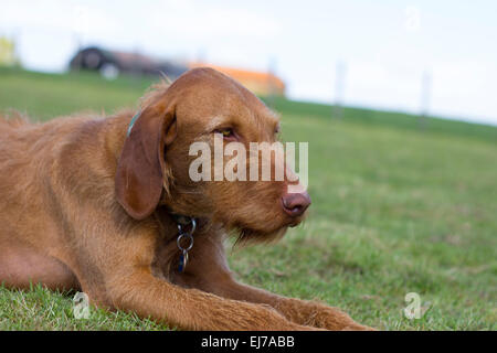 Hungarian Vizla Stock Photo