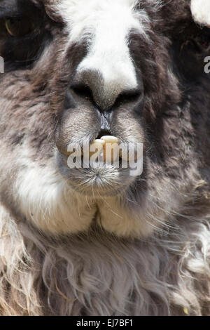 llama - close up of large crossed over teeth Stock Photo