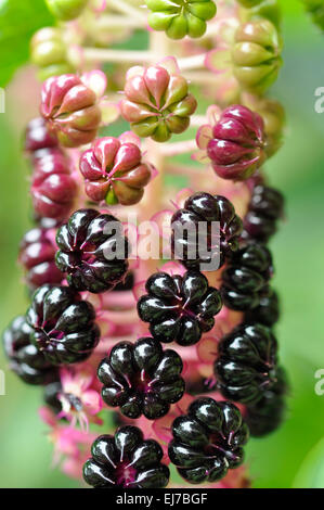 Shiny berries on an American Pokeweed plant. Phytolacca Americana. Stock Photo