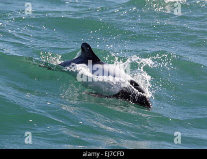 Commerson's Dolphin porpoises in a wave in the ocean Stock Photo