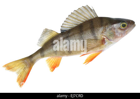 Small lake form of European perch. Place fishing stated in geotagging file Stock Photo