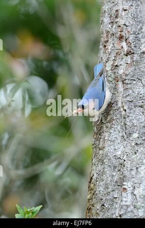 beautiful Velvet-fronted Nuthatch (Sitta frontalis) in Thai forest Stock Photo