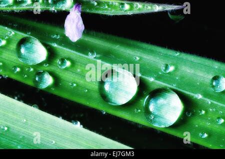 Water pearls soft Stock Photo