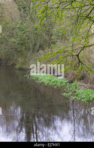 Waterway with green foliage and and overhanging branch with spring growth, riverbank with grass and plants coming out of the winter season Stock Photo