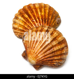 Fresh Scallops saltwater clams isolated on a white studio background. Stock Photo
