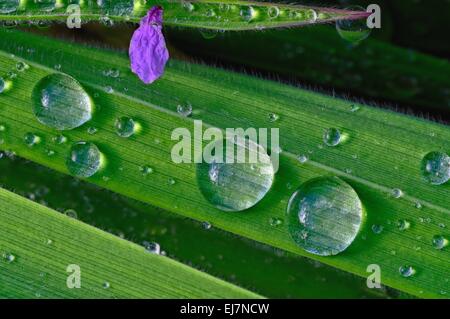 Water beads on the narrow blade of grass Stock Photo