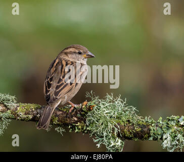 House Sparrow (Passer domesticus), female, perched on branch, Dorset, England, UK. Stock Photo