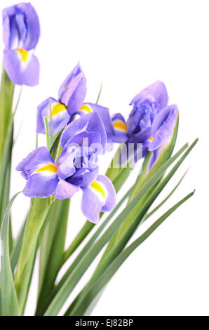 Blue irises isolated on white background Stock Photo