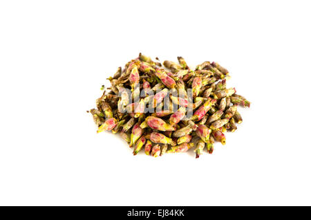 early spring black currant bush  vitamin healthy buds stack isolated on white Stock Photo