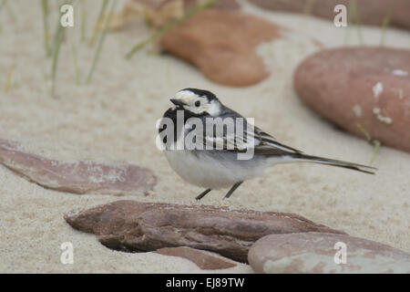 White Wagtail Stock Photo