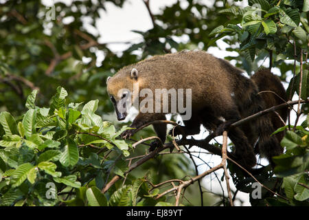 Argentina, Iguazu, Falls National Park, coati, Nasua nasua, in tree searching for fruit