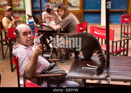 Argentina, Iguazu, Falls National Park, coati on cafe table harrassing visitor for food