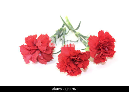 red carnations blossoms Stock Photo