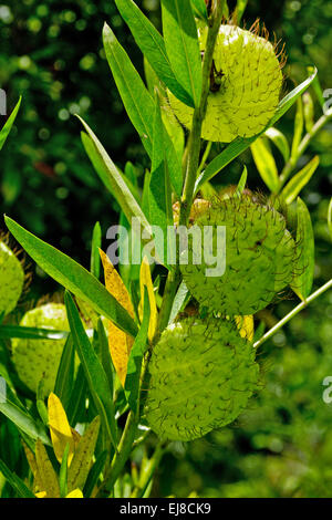 a detail of Swan plant in Australia Stock Photo
