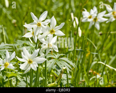 white daffs on a meadow Stock Photo