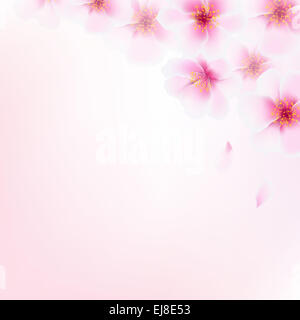 Pink Cherry Flowers Stock Photo