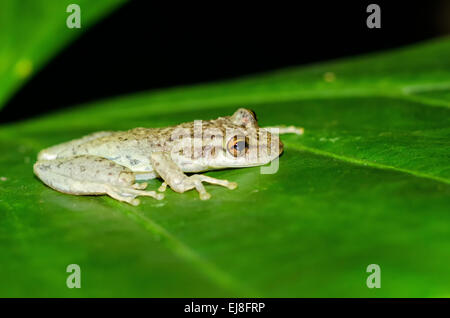 Frog in the jungle Stock Photo