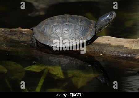 Emys orbicularis, European Pond Turtle Stock Photo